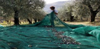 New variety of olive tree is resistant to olive tree blight